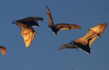 निपाह वायरस से बचने के लिए अपनाएं ये आसान उपाय