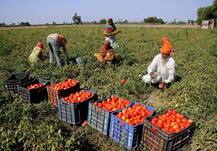 टमाटर के दो रंग, दिल्ली में दो रुपये तो MP-राजस्थान में 20 रुपये किलो बिक रहा है