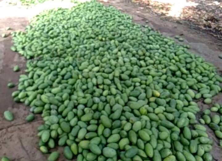 इस बार इन बागों में कच्चे आम के ढ़ेर लगे हुए हैं और किसान सिर पर हाथ रख कर बैठा है. कई बाग मालिकों, बाग ठेकेदारों के लिए जीविका का एकमात्र साधन आम की फसल ही होती है लेकिन इस बार करीब 50 फीसदी फसल खत्म हो गई है जिसका असर उनके परिवारों पर पड़ने वाला है.