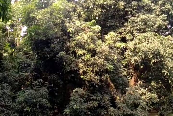 दरअसल गिरा हुए कच्चे आम को ना तो मसाला लगा कर पकाया ही जा सकता है और ना ही बाजार में इसका खरीददार मिलता है. अगर गिरा हुआ आम मीठा हो चुका होता है तो आचार बनाने वाले भी उसे खरीदने से परहेज करते हैं.
