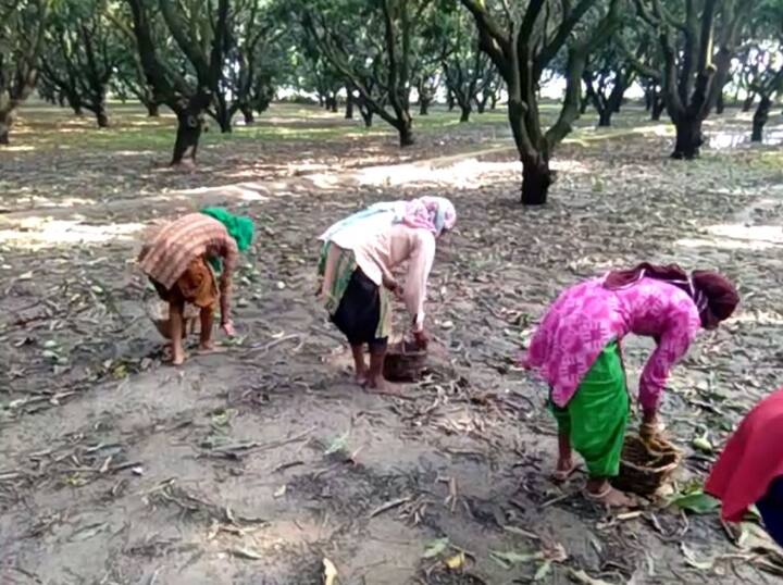 इससे एक नुकसान ये होने वाला है कि जो आम पेड़ों पर बच गया है उसके दाम काफी महंगे हो सकते हैं. ऐसे में आम के शौकीन लोगों के लिए ये बुरी खबर है. फिलहाल कृषि और उद्यान विभाग की टीमें नुकसान का जायजा ले रही हैं और किसान को सरकार से मदद की उम्मीद है.