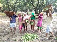 आंधी-तूफान ने बर्बाद की आम की 50 फीसदी फसल, किसान को भारी नुकसान