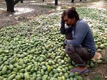 आंधी-तूफान ने बर्बाद की आम की 50 फीसदी फसल, किसान को भारी नुकसान