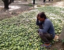 आंधी-तूफान ने बर्बाद की आम की 50 फीसदी फसल, किसान को भारी नुकसान