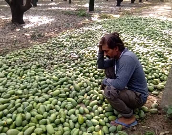 शुक्रवार शाम आई तेज आंधी से आम की फसल को भारी नुकसान हुआ है. एक अनुमान के मुताबिक आम की 50 प्रतिशत फसल बर्बाद हो चुकी है. पश्चिमी उत्तर प्रदेश के शामली, मुजफ्फरनगर, मेरठ, बुलंदशहर, हापुड़ समेत अन्य इलाकों में भी आम की फसल को नुकसान हुआ है.