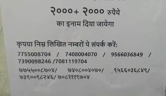 कैंपस में रहने वाले दो लापता कुत्तों को खोज रहे हैं IIT स्टूडेंट्स, किया है इनाम का एलान