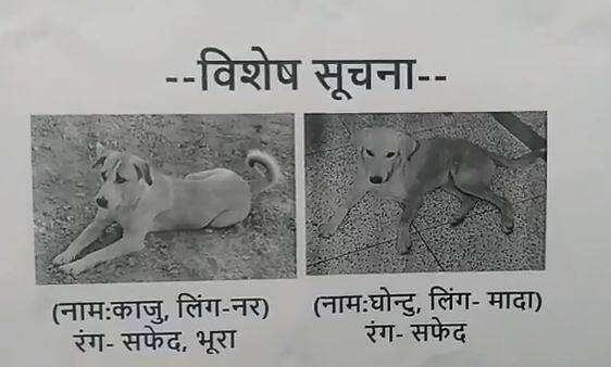 IIT students looking for two missing dogs living in campus कैंपस में रहने वाले दो लापता कुत्तों को खोज रहे हैं IIT स्टूडेंट्स, किया है इनाम का एलान