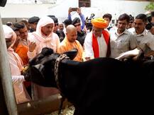 वाराणसी: योगी ने किया संपर्क फॉर समर्थन, गढ़वा आश्रम पहुंच खिलाया गाय को चारा