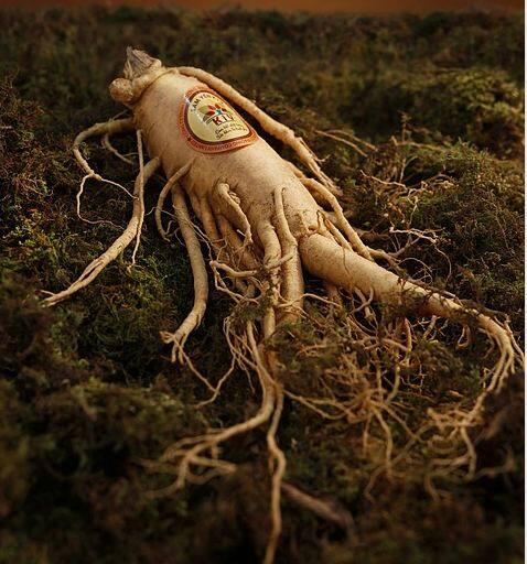 यदि आप यौन क्रियाओं के दौरान जल्दी थक जाते हैं या आपको मानसिक तनाव रहता है या फिर आप फोकस नहीं कर पाते तो भी जिनसेंग आपके लिए मददगार साबित हो सकता है. फोटोः गूगल फ्री इमेज 