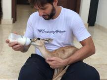 शाहिद अफरीदी ने शेयर की बेटी की तस्वीर, लेकिन जंजीर में बंधे शेर को देखकर लोगों ने कर दिया ट्रोल