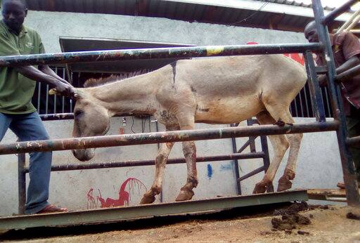 Read, why are African donkeys being stolen for China पढ़ें, चीन के लिए क्यों की जा रही है अफ्रीकी गधों की चोरी