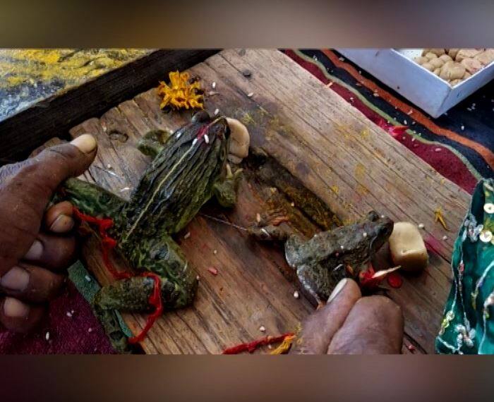 मंत्री जी का टोटका, बारिश के लिए कराई मेंढक-मेंढकी की शादी MLA Lalit Yadav wished Frog Wedding In Madhya Pradesh मंत्री जी का टोटका, बारिश के लिए कराई मेंढक-मेंढकी की शादी