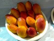 आम महोत्सव में हुस्नआरा, नाजुक बदन, एश्वर्या, अंगूरी और गुलाब जामुन आमों के चर्चे