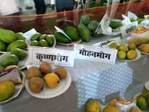 आम महोत्सव में हुस्नआरा, नाजुक बदन, एश्वर्या, अंगूरी और गुलाब जामुन आमों के चर्चे