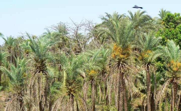 तमिलनाडु के लोगों ने तमिल के बाद अंग्रेजी को दूसरे स्थान पर बताया है. (तस्वीर: गूगल फ्री इमेज)