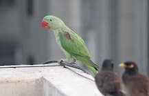 ऑनलाइन ठगी की शिकार बनी तोता की शौकीन महिला, 71 हजार रुपये का लगा चूना