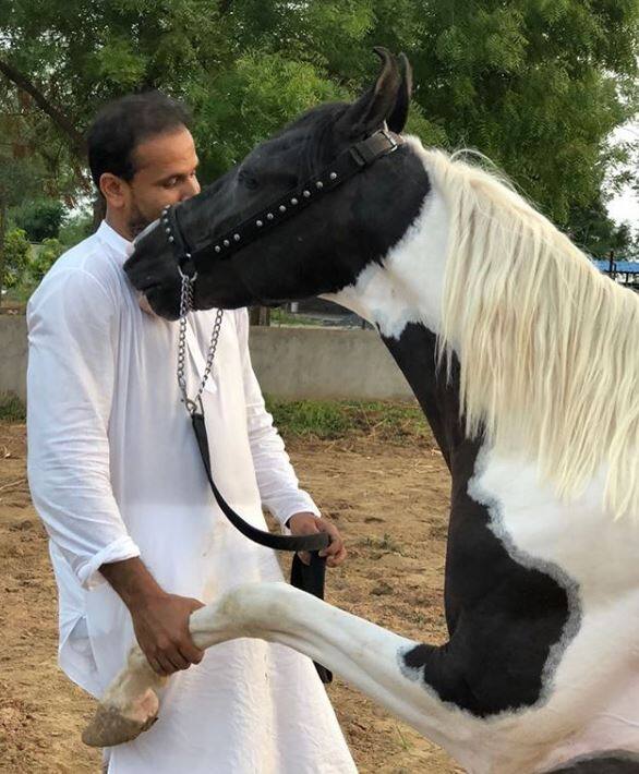 यूसुफ पठान की इन तस्वीरों से अंदाजा लगाया जा सकता है कि उन्हें जानवर कितने पसंद हैं. (तस्वीर-इंस्टाग्राम)