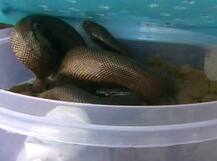 पुलिस ने जब खोला तस्करों का बैग तो निकले दो मुंह वाले दो सांप, देखें तस्वीरें