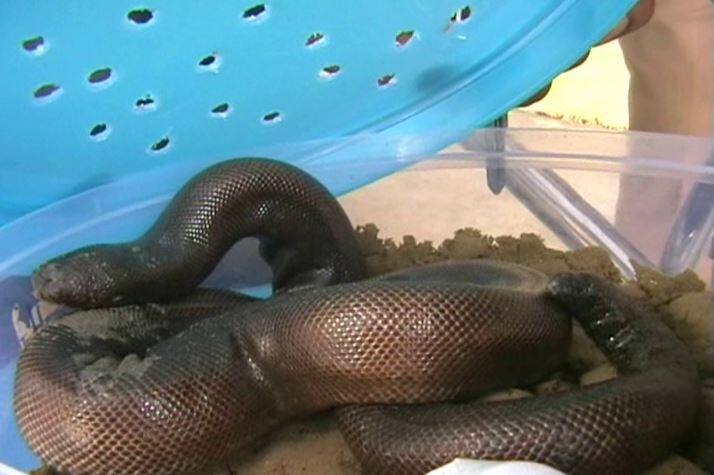 बिहार के छपरा का रहने वाला नरेश राय बीटेक का छात्र है. यह राजस्थान से सांप लेकर बेचने के लिए आया था. नरेश राय का साथी हरिराम मौर्या ने कानपुर में मिलने के लिए कहा था. दोनों तस्कर सांप को लेकर आगरा जा रहे थे, लेकिन इसी दौरान मुखबिर की सूचना पर पुलिस ने इन्हें दबोच लिया. जब इनके बैग की तलाशी ली गयी तो दोमुंहा प्रजाति के दो सांप बरामद हुए.