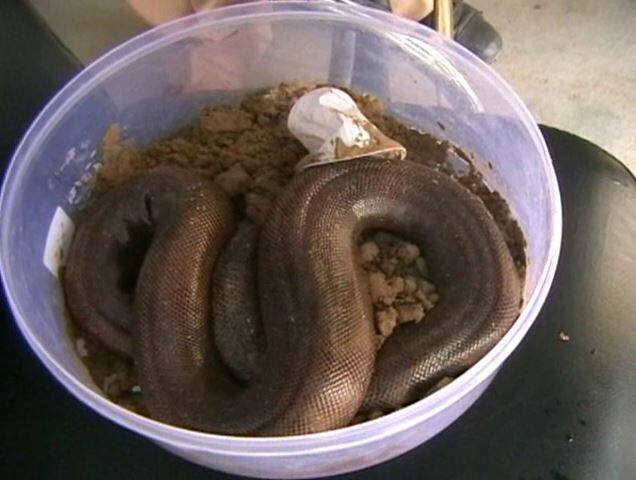 चकेरी इन्स्पेक्टर अजय सेठ के मुताबिक दो सांप तस्कर पकडे गए हैं. इनके पास दो सांप दो मुंहा प्रजाति के पकडे गए हैं. दोनों के खिलाफ मुकदमा दर्ज कर जेल भेजा गया है. इसके साथ ही सांपों को मजिस्ट्रेट के आदेश पर जंगलों में छोड़ा जायेगा. 