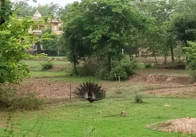 बच्चों के जन्म से लेकर व्यक्ति के मृत्यु पर गीत गाने की अनोखी परंपरा है. जीवन के हर क्षण व उत्सव के लिए अलग-अलग सुर-ताल गीत और संगीत है. घर में मेहमान आने पर स्वागत गीत की परंपरा है. साथ ही मेहमान के जाने पर विदाई गीत, भोजन और मेहमानवाजी के लिए अलग गीत होता है. 12 महीनों के लिए गीत माला बना हुआ है जिसे बारहमासा कहते है जिसे बदलते ऋतु के हिसाब से इस्तेमाल में लाया जाता है. वसंत में सुर लय ताल बदल जाते हैं. (तस्वीर: गूगल फ्री इमेज)