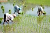 2019 से पहले किसानों पर मेहरबान मोदी, धान का MSP 200 रुपये बढ़ेगा