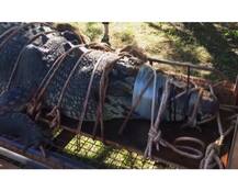 ऑस्ट्रेलिया में पकड़ा गया 600 किलो का विशाल मगरमच्छ, तस्वीरें देखकर चौंक जाएंगे आप