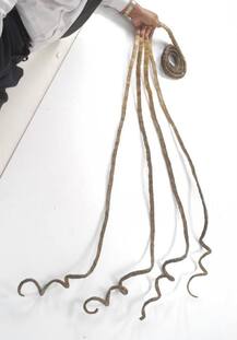 विश्व के सबसे लंबे नाखूनों वाले गिनीज रिकॉर्ड धारक श्रीधर चिल्लाल ने कटवाएं अपने नाखून