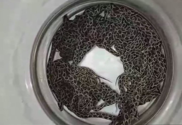 Maharashtra: Female Russell Viper gives birth to 36 snakes at a research institute for anti-snake venom in Mumbai मुंबई: रसेल वाइपर सांप ने एक साथ 36 बच्चों को दिया जन्म, सभी स्वस्थ