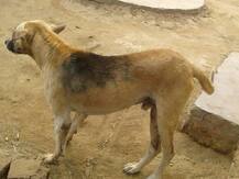 कुत्ते की पीठ पर किसी ने लिख दिया एक जाति का नाम, गांव में हो गया तनाव