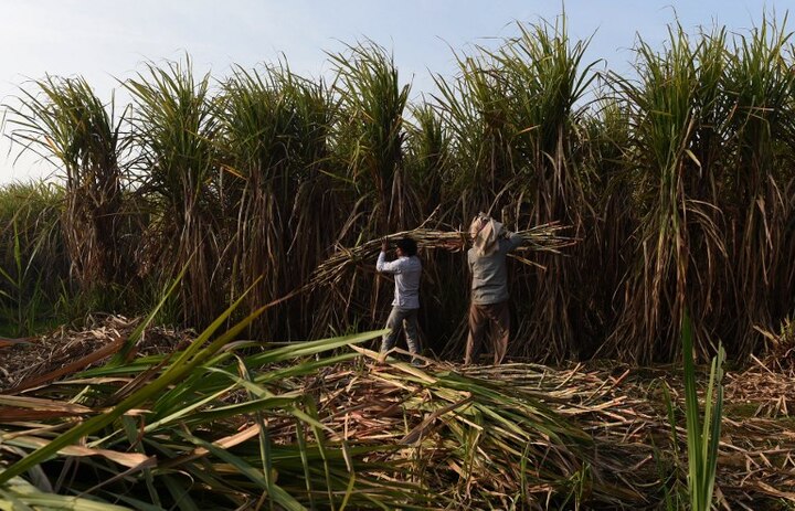 Union Cabinet meet today to approve increase in sugarcane Price चुनावी साल में MSP में भारी इजाफे के बाद अब गन्ने की क़ीमत में बढ़ोत्तरी करेगी मोदी सरकार