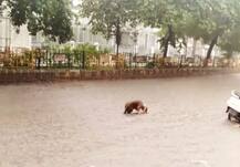 PHOTOS: झमाझम बारिश से रूकी दिल्ली-एनसीआर की रफ्तार