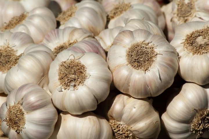 Seed exchange concept to aid garlic cultivation: CISH CISH: New Seed Exchange Concept To Help Cultivation Of Garlic