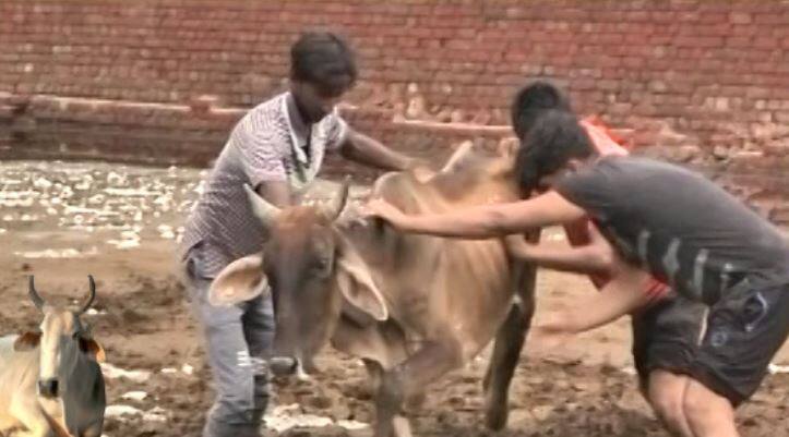 दिल्ली: गो-रक्षा के नाम पर लोगों की हत्याओं के बीच 48 गायों की भूख और बीमारी से मौत Cows found dead in cow shelter due to lack of food in New Delhi दिल्ली: गो-रक्षा के नाम पर लोगों की हत्याओं के बीच 48 गायों की भूख और बीमारी से मौत