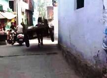 बिना सवार के मुरादाबाद की सड़कों पर दौड़ती रही घोड़ागाड़ी, अब वीडियो हुआ वायरल