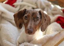 सावधान! आप भी पालते हैं कुत्ता तो ये खबर पढ़ें, इस आदमी को कटवानी पड़ गईं अपनी टांगे