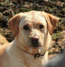 सावधान! आप भी पालते हैं कुत्ता तो ये खबर पढ़ें, इस आदमी को कटवानी पड़ गईं अपनी टांगे