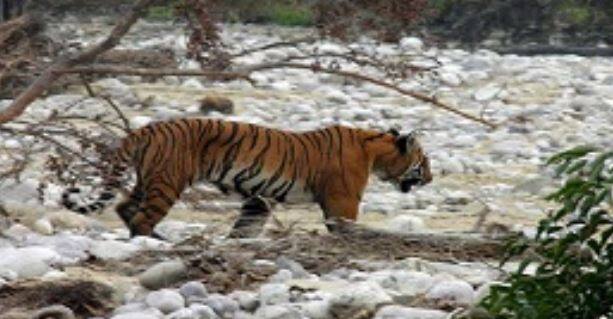 Drona cameras will now monitor Dudhwa Tiger Reserve अब ड्रोन कैमरे करेंगे दुधवा टाइगर रिजर्व की निगरानी, 680 किलोमीटर के एरिया पर रहेगी नजर