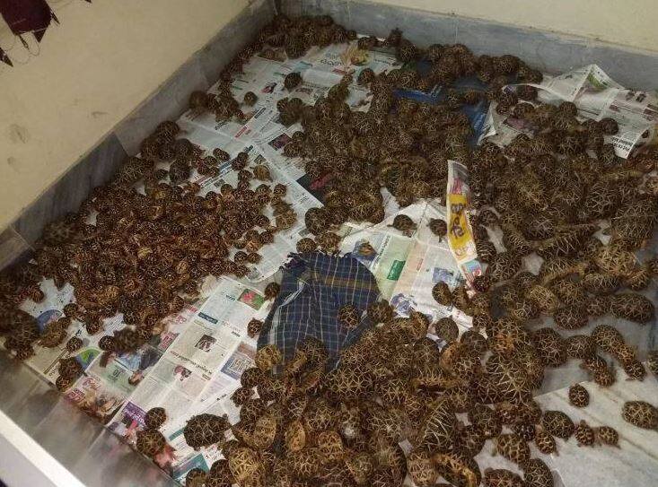 1125 Star Breed Turtles were smuggling, DRI arrested 3 people 1125 स्टार नस्ल के कछुओं की कर रहे थे तस्करी, DRI ने किया 3 लोगों को गिरफ्तार