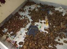 1125 स्टार नस्ल के कछुओं की कर रहे थे तस्करी, DRI ने किया 3 लोगों को गिरफ्तार