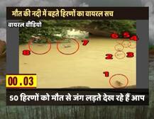 जानें- मौत की नदी में बहते हिरणों का वायरल सच