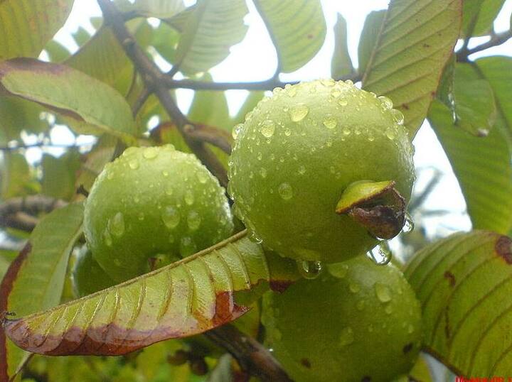 
अमरूद खा रहे हैं तो उसे अच्छे से धोकर ही खाएं. फोटोः गूगल फ्री इमेज  
