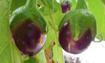 जानिए सावन में किन चीजों का सेवन नहीं करना चाहिए