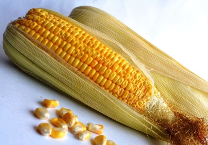 Health Tips having corn is very beneficial for health benefits, know 5 benefits Health Tips: हेल्थ बेनेफिट के लिए काफी लाभदायक है कॉर्न का सेवन, जानिए इसके 5 फायदे