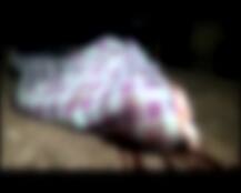 मॉब लिंचिंग: मुजफ्फरनगर में चोरी के आरोप में युवक की पीट-पीट कर हत्या