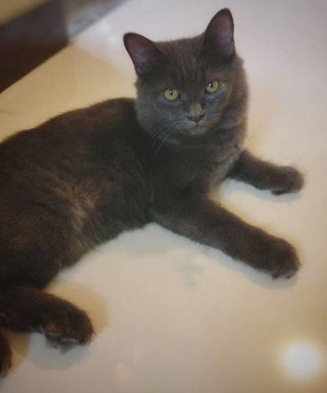 टीवी एक्ट्रेस नेहा कोल अपनी तस्वीरों से ज्यादा अपनी कैट की तस्वीरें पोस्ट करना पसंद करती हैं. फोटोः इंस्टाग्राम
