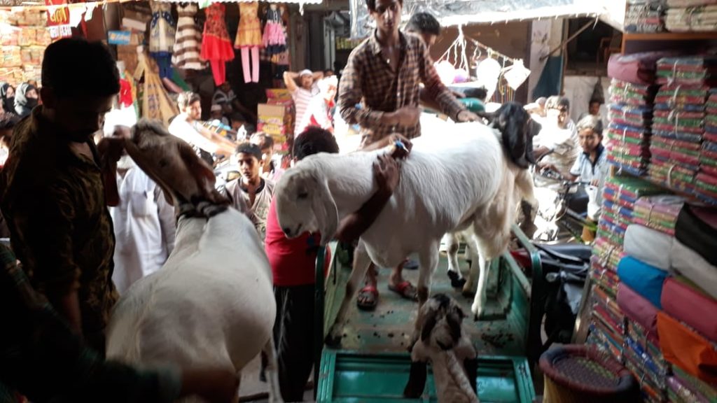 कानपुर: काजू-बादाम और किशमिश खाते हैं टीपू सुल्तान और चांद, बकरीद पर लाखों में लगी बोली