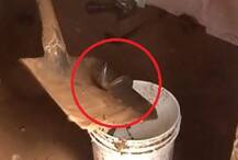 केरल: बाढ़ के बाद घरों के टॉयलेट, आलमीरा, वॉशबेसिन में जमे हैं कोबरा जैसे जहरीले सांप