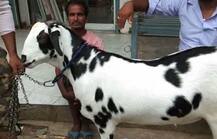 गजब का बकरा: पांच लाख का सलमान खाता है काजू-किशमिश, अरबी में लिखा है अल्लाह