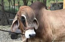 बिहार: गांव में \'बदमाश बैल\' ने मचाया आतंक, थाने में FIR के बाद जांच शुरू